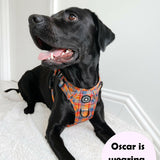 best harness for a labrador