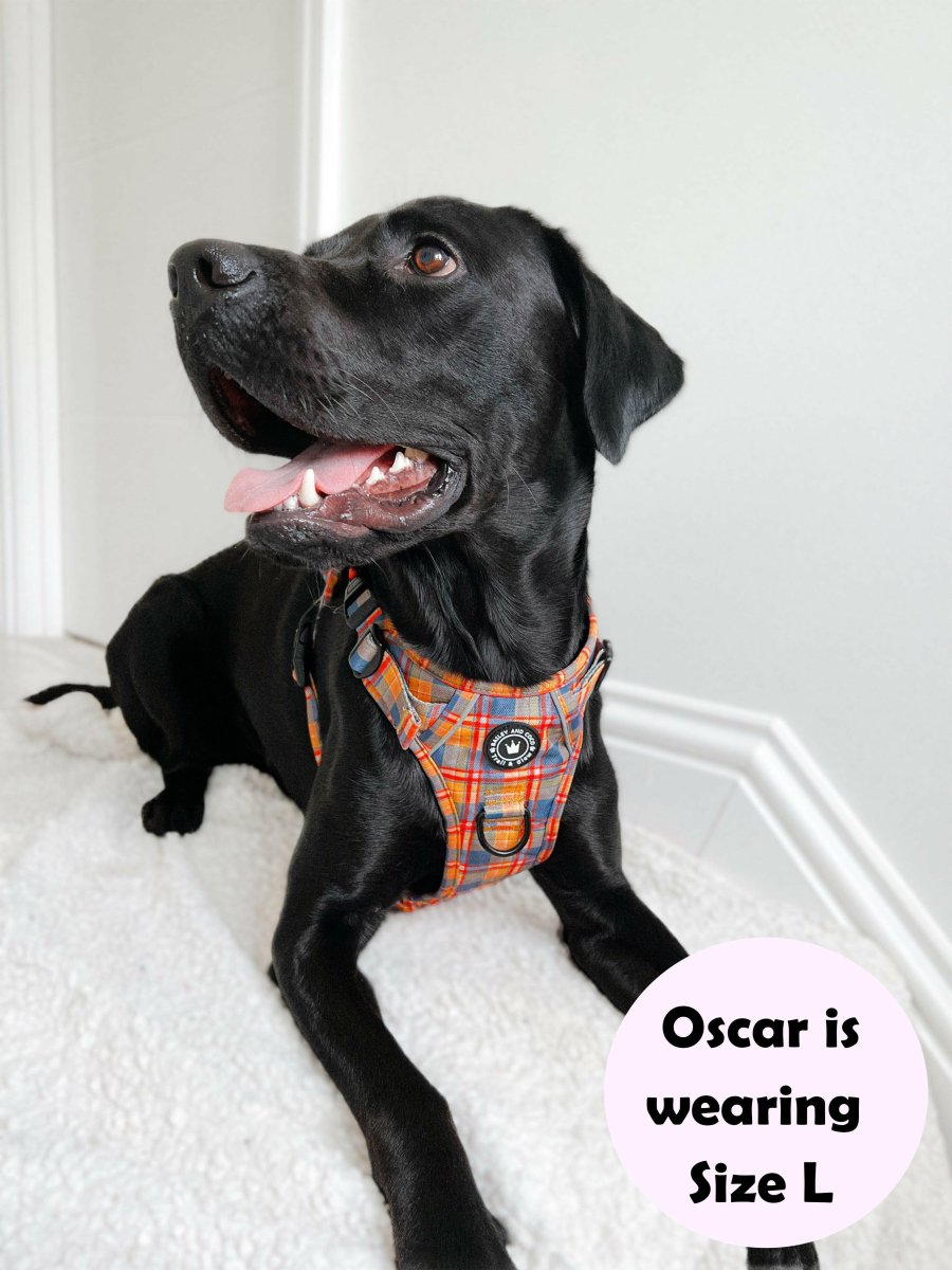 best harness for a labrador