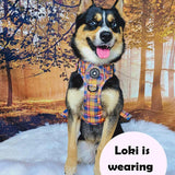 maltichon harness