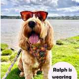 perfect fit harness cockapoo