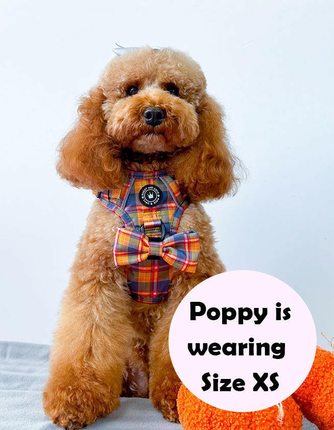 best dog harness for a cockapoo