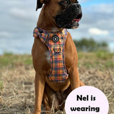 best harness for boxer dogs
