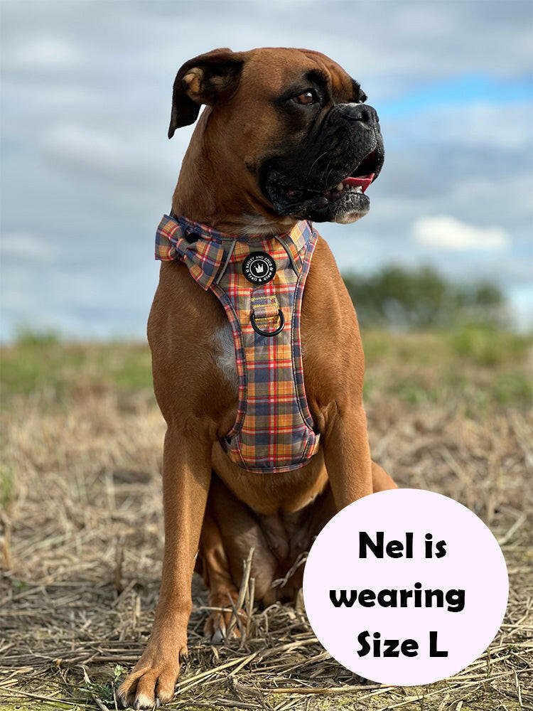 best harness for boxer dogs