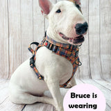 english bull terrier harness