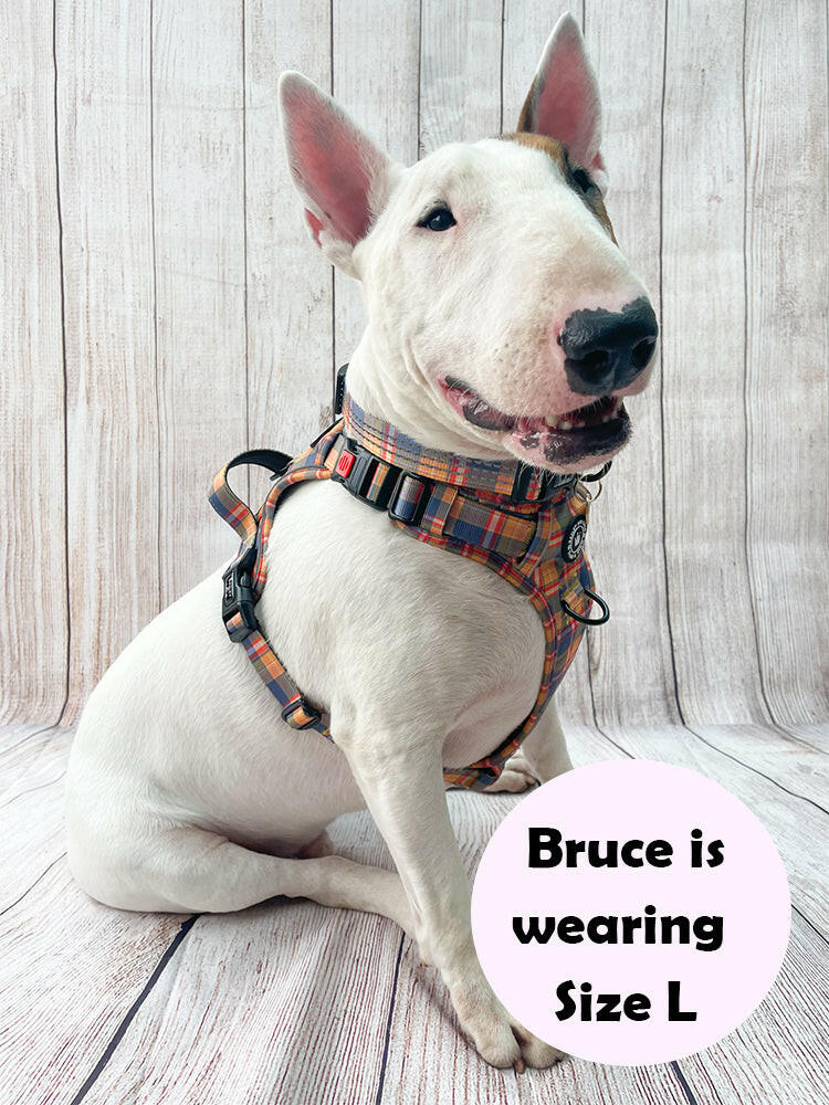 english bull terrier harness