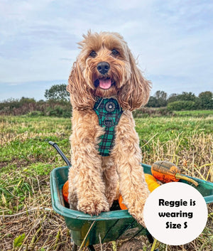cockapoo harness size