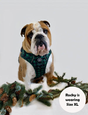 english bull terrier harness
