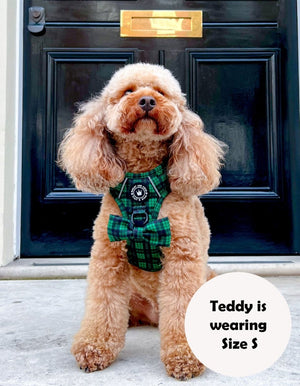 harness for a cockapoo