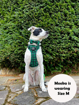 large dog wearing herness