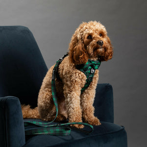 dog harness cavapoo