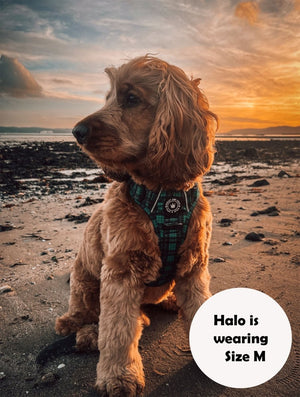 cockapoo dog harness
