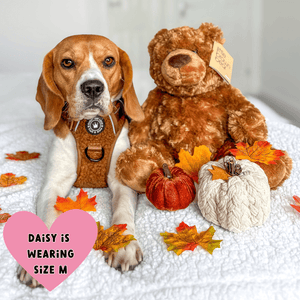 dog harness for beagle