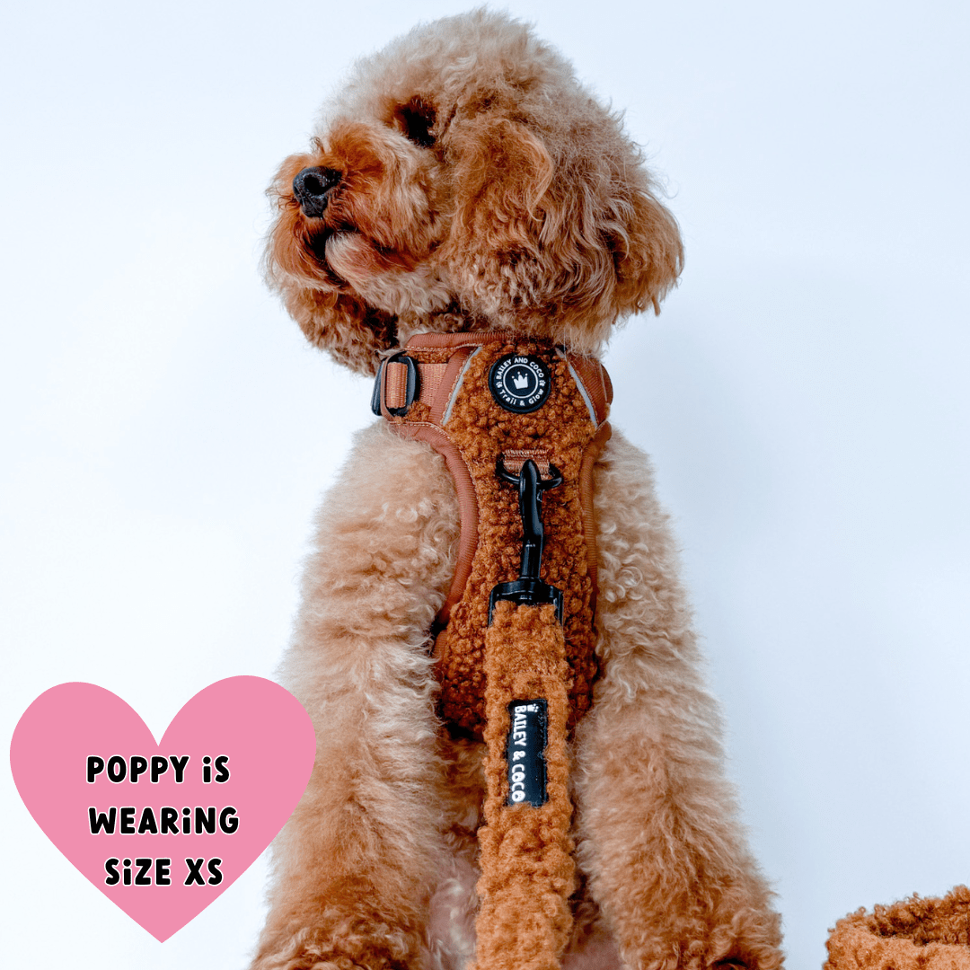 cockapoo harness and lead