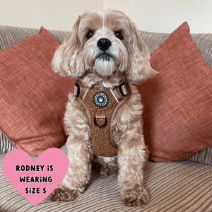 best dog harness for cavapoo