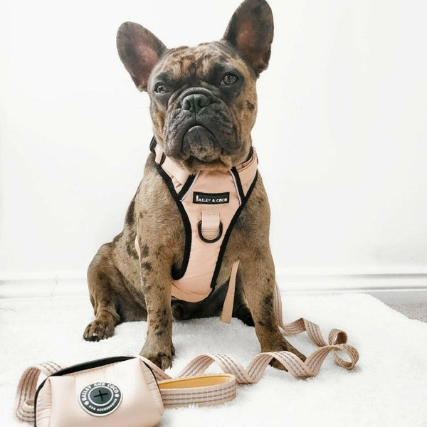 Trail & Glow® Dog Harness - The Champagne One - alternate view