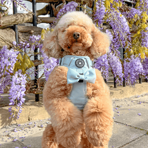 best harness for working cocker spaniel uk