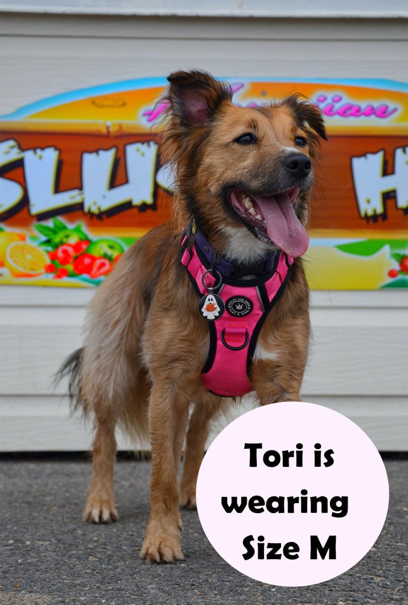 large dog wearing herness