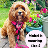 cockapoo lead or harness