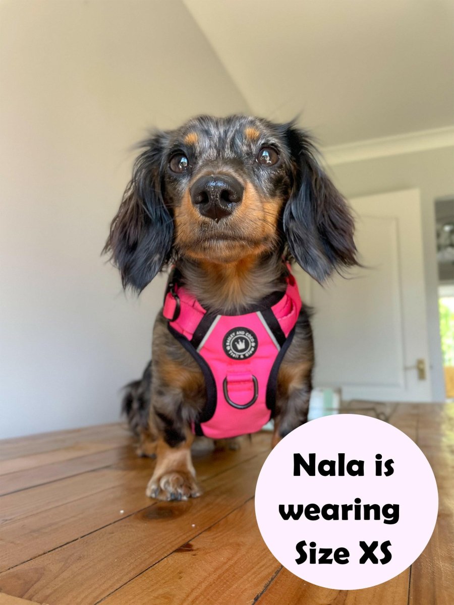 best harness for miniature dachshund uk