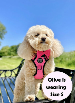 white dog wearing a harness