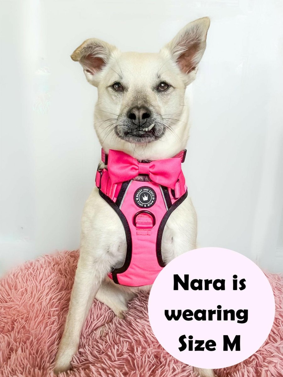 white dog wearing a harness