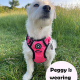 white dog wearing a harness