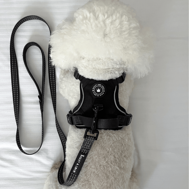 Trail & Glow® Dog Harness - The Jet Black One - Bailey and Coco (UK)