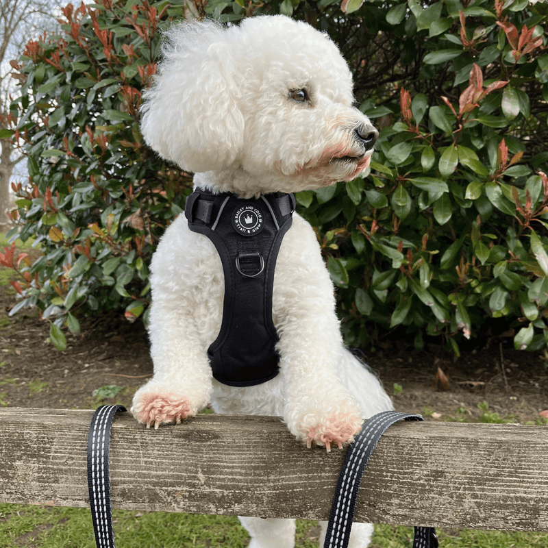 Trail & Glow® Dog Harness - The Jet Black One - Bailey and Coco (UK)