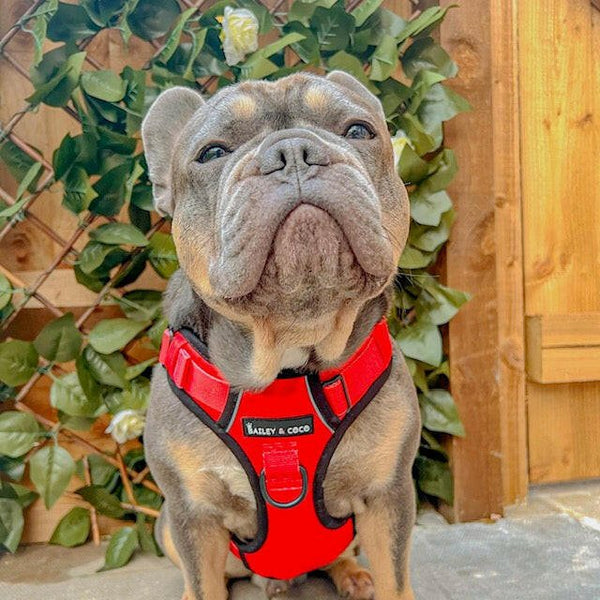 Trail & Glow® Dog Harness - The Red One - alternate view