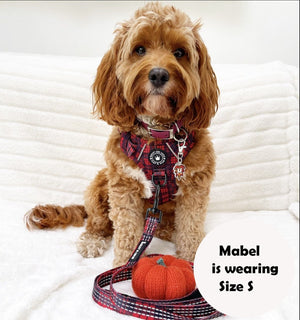 Cockapoo wearing red tartan dog harness and matching lead – adjustable, no-pull, breathable – Bailey & Coco