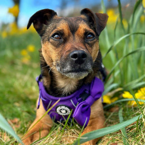 small dog wearing harness