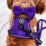 cockapoo harness and lead