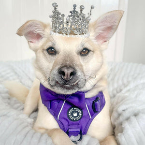 white dog wearing a harness