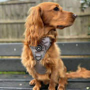 small dog wearing harness