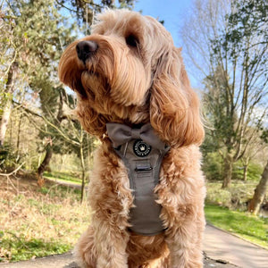dog harness cockapoo