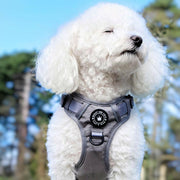 white dog wearing a harness