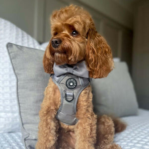 Trail & Glow® Dog Harness - The Silver Grey One - Bailey and Coco (UK)