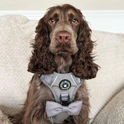 working cocker spaniel harness