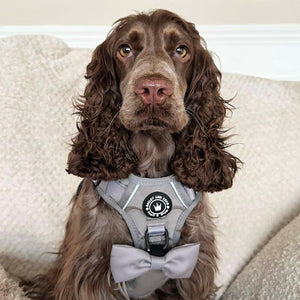 working cocker spaniel harness