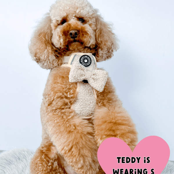 Trail & Glow® Dog Harness - Vanilla Teddy - alternate view