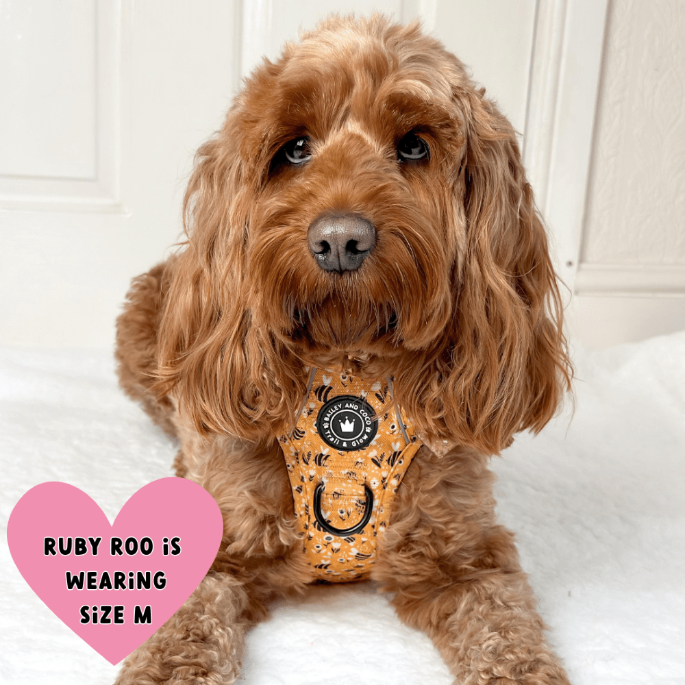 Trail & Glow® Dog Harness - Wanna - Bee - Bailey and Coco (UK)