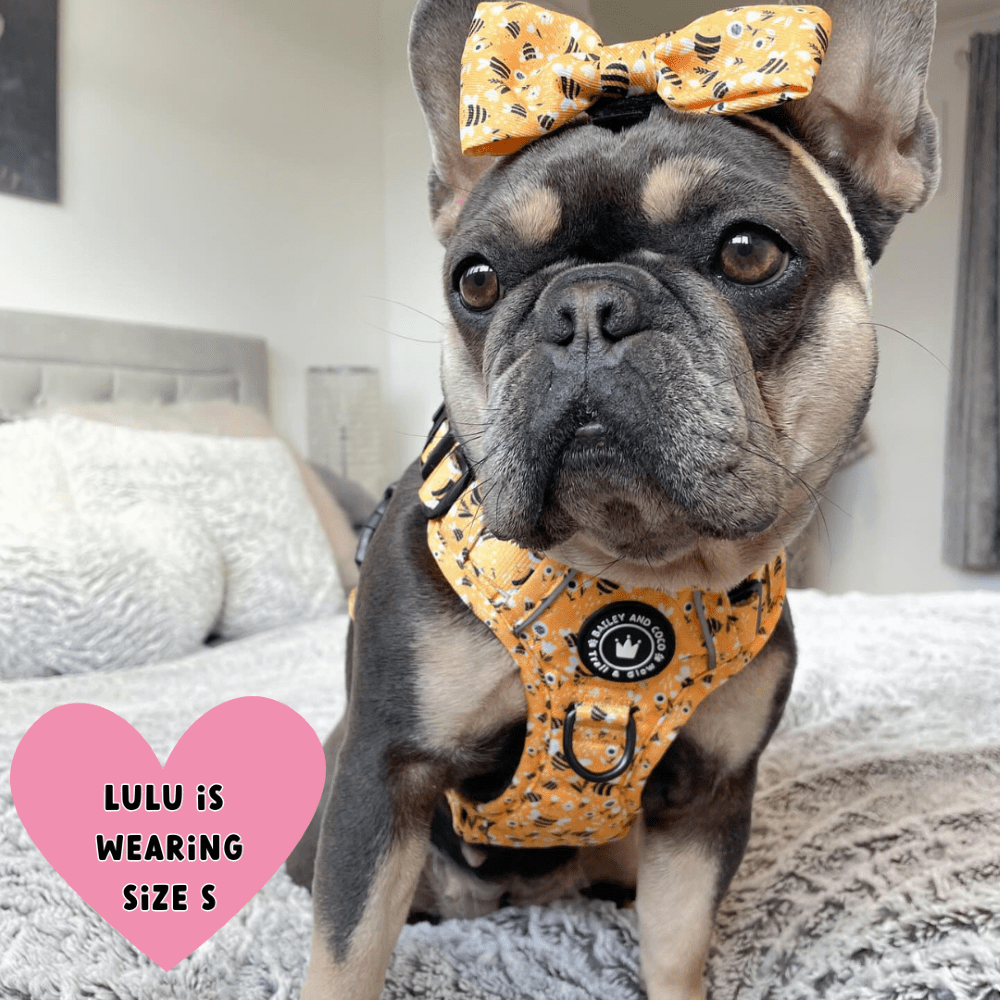 Trail & Glow® Dog Harness - Wanna - Bee - Bailey and Coco (UK)