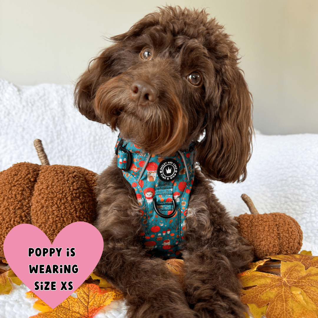 best cockapoo harness