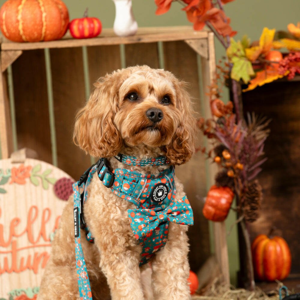 best cavapoo harness