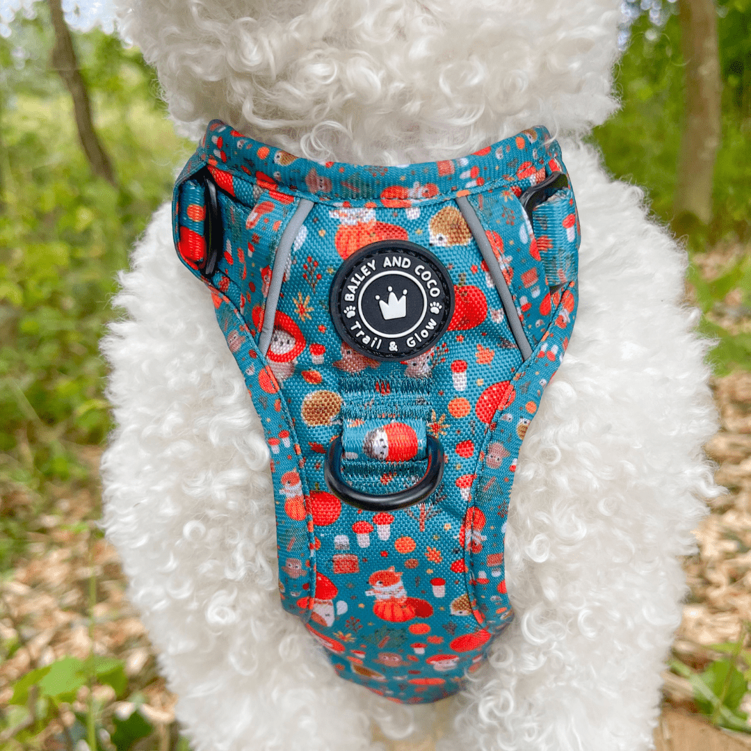 harness cockapoo
