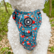 harness cockapoo