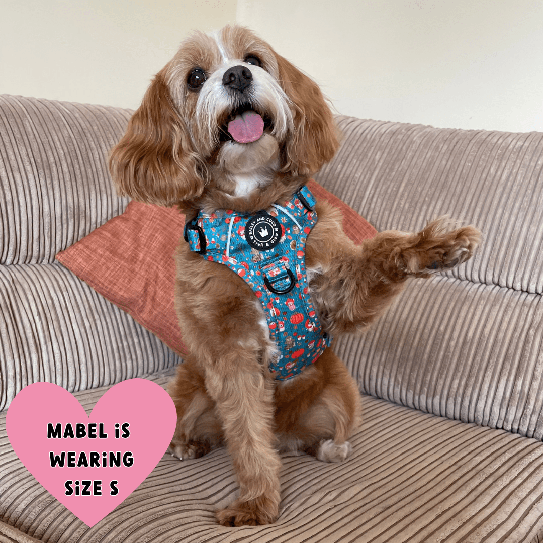 best dog harness cockapoo