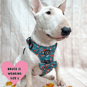 english bull terrier harness