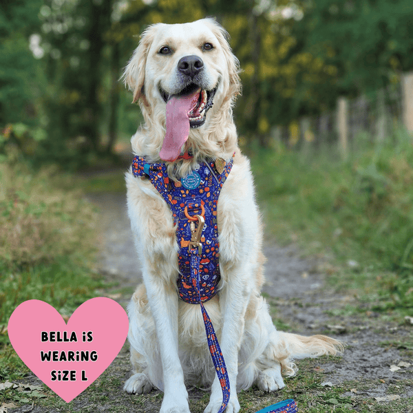 Trail & Glow® Dog Lead 5ft - COLOUR DROPS® - Bewitched - Bailey and Coco (UK)