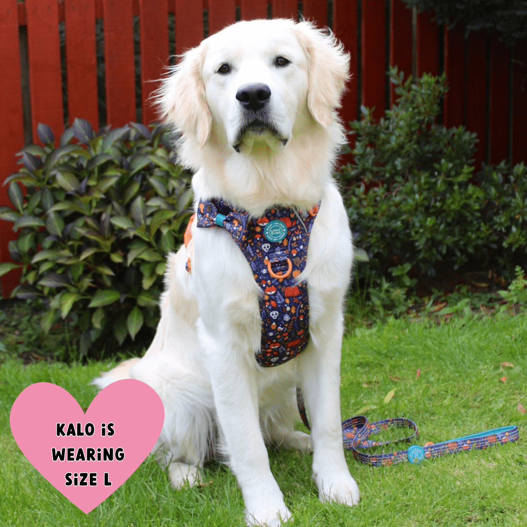 Trail & Glow® Dog Lead 5ft - COLOUR DROPS® - Bewitched - Bailey and Coco (UK)